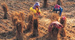 Arbeitsschritte beim Reisanbau - 3