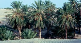 Oasis avec dattiers