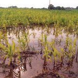 Inland inundation