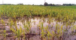 Inondation des terres