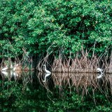 Mangrove