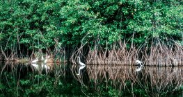 Mangrove