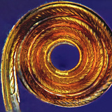 Proboscis van een vlinder