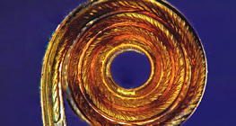 Saugrüssel eines Schmetterlings