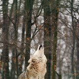 Huilende wolf
