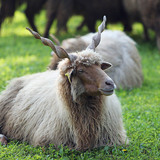Racka schapen