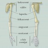 A felső végtagváz csontjai