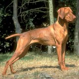 Hongaarse vizsla