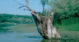 Lacs qui disparaissent: marais