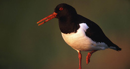 Common pied oystercatcher