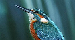 Kingfisher