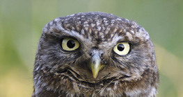 Little owl portrait