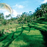 Rice terraces