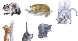 Das Verhalten der Katze