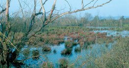 Lacs qui disparaissent: marécage
