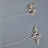 Thallophyta eencellig organisme (Epistilis sp.)