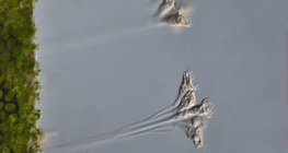 Organisme unicellulaire thallophyte (Epistilis sp.)