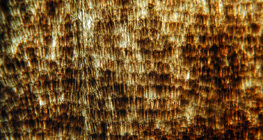 Flügel eines Schmetterlings