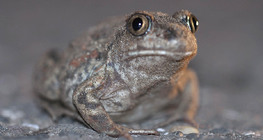 Crapaud Scaphiopodidae