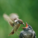 Bird feeding a young common cuckoo