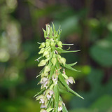 Brede wespenorchis