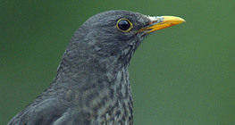 Amsel (Männchen)