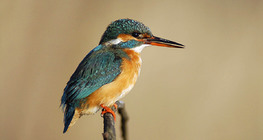 Kingfisher