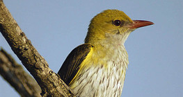 Loriot d'Europe, femelle