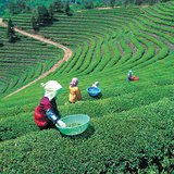 Theeplantage in Japan