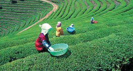 Teeplantage in Japan