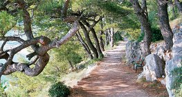 Végétation méditerranéenne