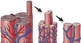 Kapillarnetz in den Muskeln