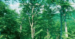 Forêt de hêtres