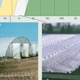 Ways to produce vegetables