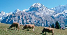 Bétail dans les prairies des Alpes