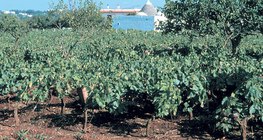 Terra Rossa, sol typique des régions calcaires
