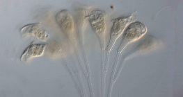 Organisme unicellulaire thallophyte (Epistilis sp.)