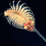 Artemia