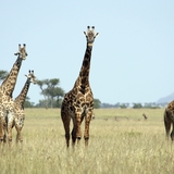 Giraffen in het Nationaal Park Serengeti