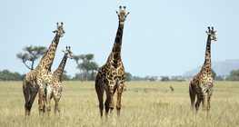 Giraffen im Serengeti Nationalpark