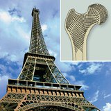 Beam structure of the Eiffel Tower and the femur