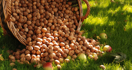 Ein Korb von Walnüssen