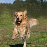Hond