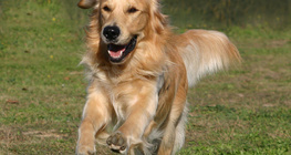 Chien