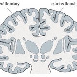 A nagyagy szerkezete