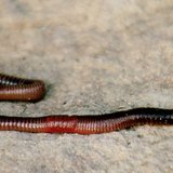 Regenworm
