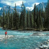 De taiga in Canada