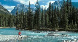 La taïga au Canada