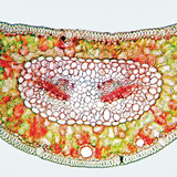Dwarsdoorsnede van het blad van een grove den gekleurd met Congorood en chrysoidine (cellulose lijkt rood, lignine is geel)