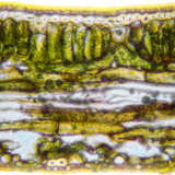 Vue en coupe d'une feuille